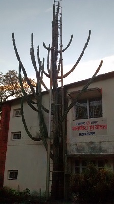 Tallest Cactus In Mahabaleshwar